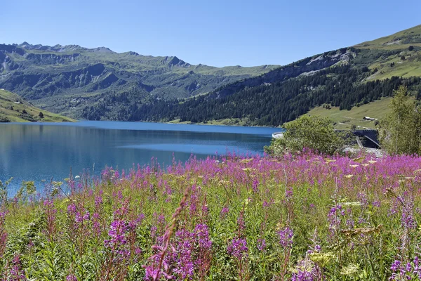 Mountain lake and flowers — Stock Photo, Image