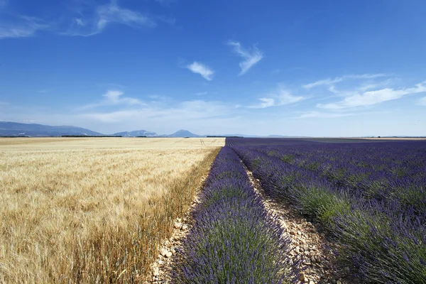 Lavendel- und Weizenfeld — Stockfoto