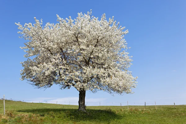 वसंत ऋतु झाड — स्टॉक फोटो, इमेज