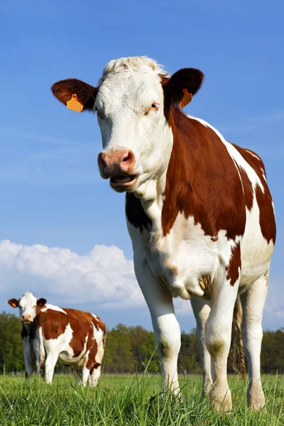 The most beautiful cow — Stock Photo, Image