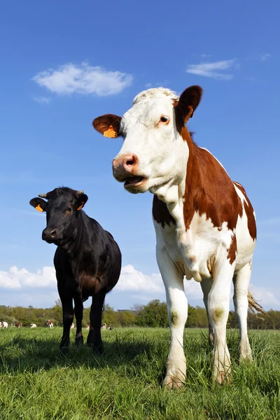 Корова familly — стокове фото