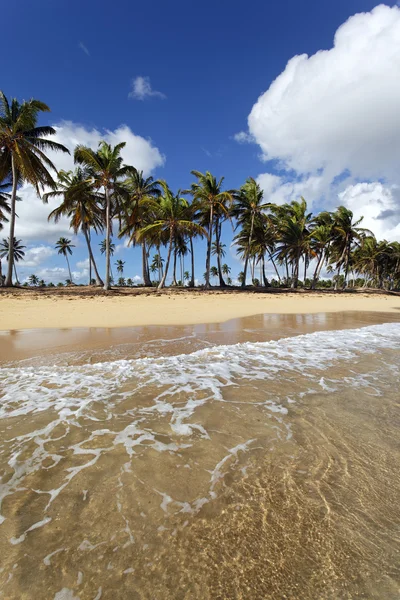 Playa Caribeña —  Fotos de Stock