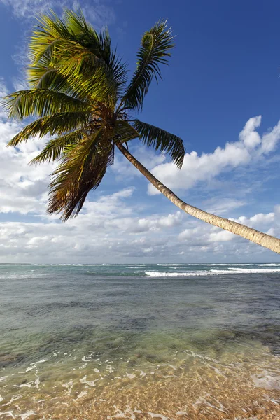 Palme auf dem Meer — Stockfoto
