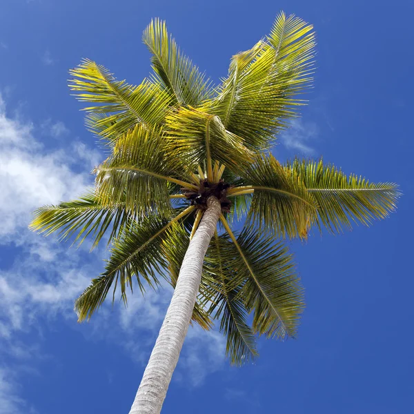 Пальмові — стокове фото