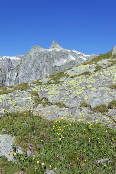 Berge und Blumen — Stockfoto