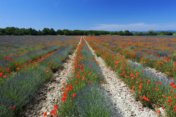 Poppy in lavender field — Stock Photo, Image