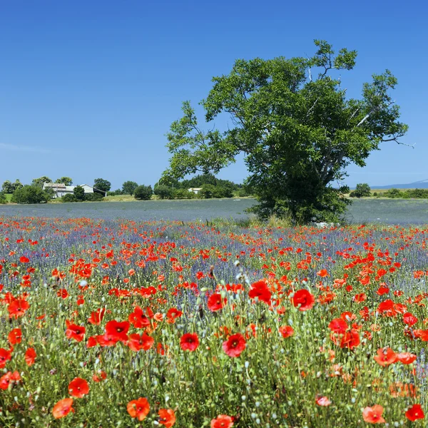 Poppy and lavender