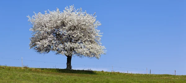Panoramatické Bílý strom — Stock fotografie