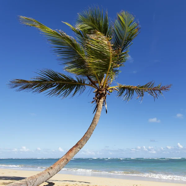 Plac palmowy — Zdjęcie stockowe