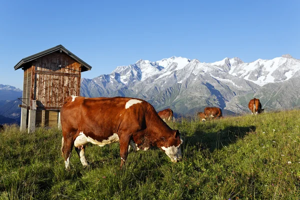 Gräs, ko och berg — Stockfoto