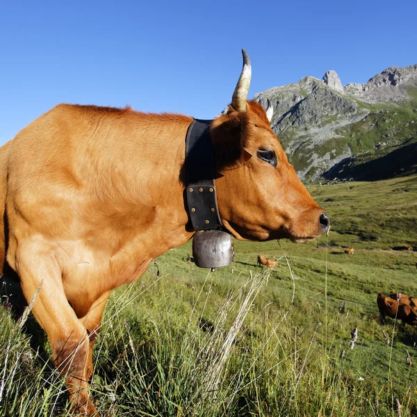 Vaca Montaña — Foto de Stock