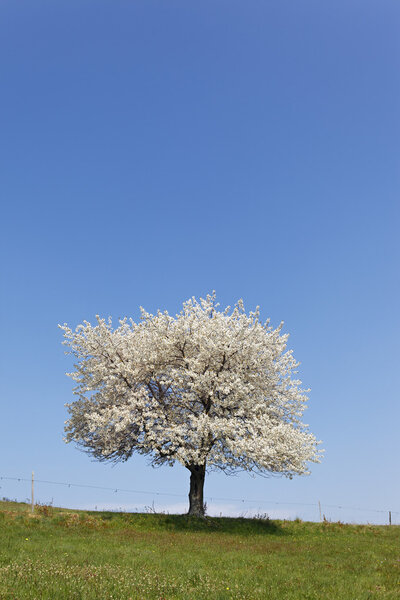 White tree and sky