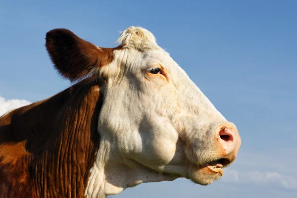 Großer Kopf der Kuh — Stockfoto