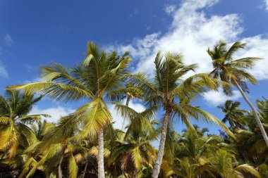 Palms gökyüzünde