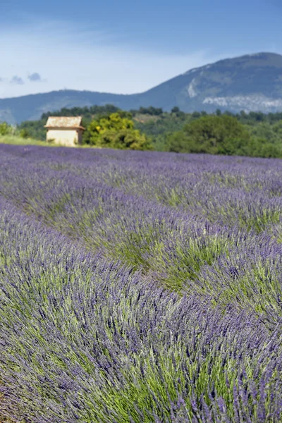 Color of lavender — Stock Photo, Image
