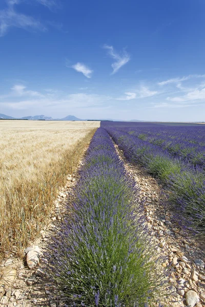 Lavendel- und Weizenfelder — Stockfoto