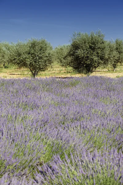 Olive tree and lavender — Stock Photo, Image