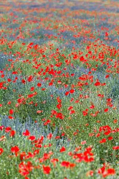 Poppy and lavender land — Stock Photo, Image