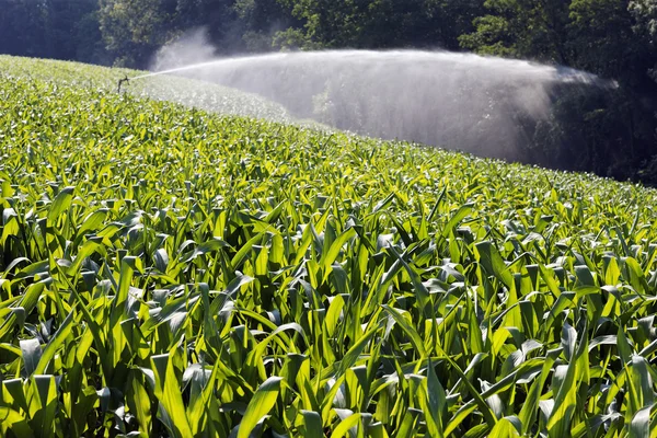 Кукуруза и вода — стоковое фото