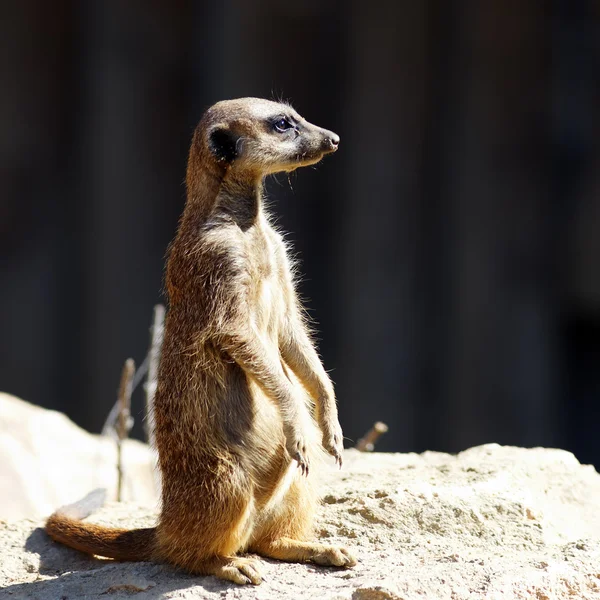 Stående suricat — Stockfoto