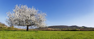 panoramik bahar