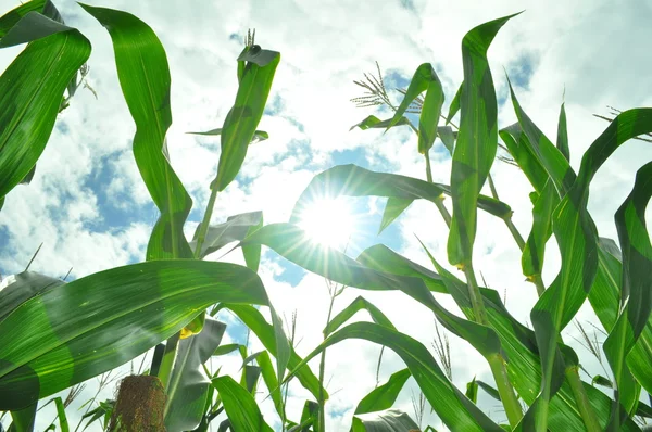 stock image Corn field