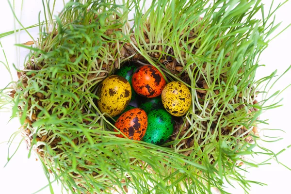 Çimenlerin üzerinde renkli yumurta — Stok fotoğraf
