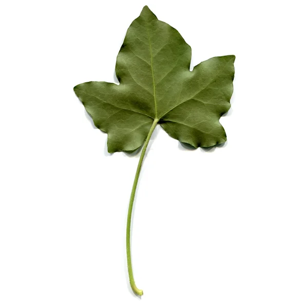 Ivy blad — Stockfoto