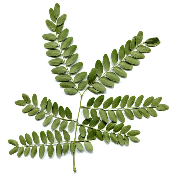 Carob leaf — Stock Photo, Image