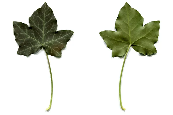 Ivy blad — Stockfoto
