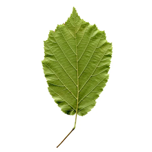 Hazelnut leaf — Stock Photo, Image