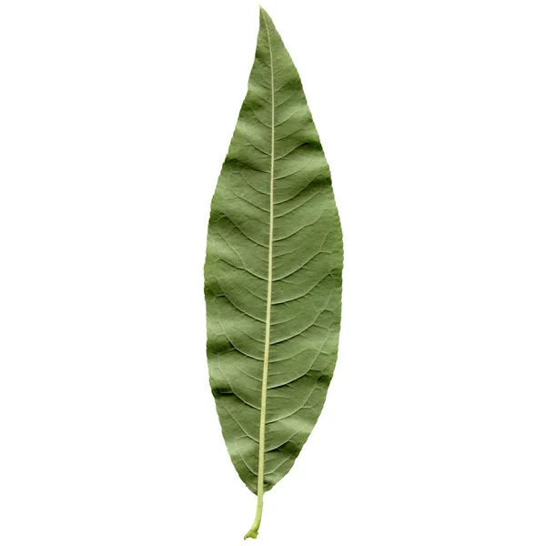 Persikoträd leaf — Stockfoto