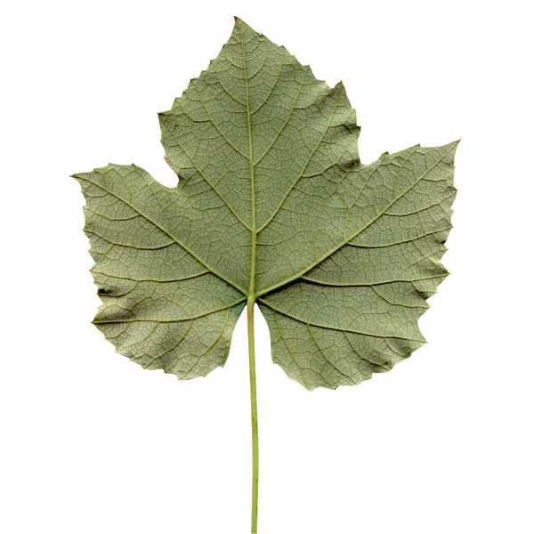 Vitis yaprak — Stok fotoğraf