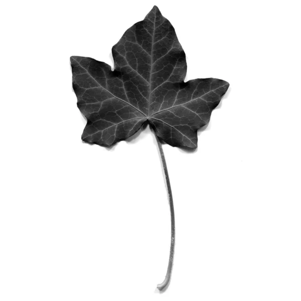 Ivy leaf — Stock Photo, Image