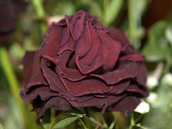 腐朽的玫瑰 — 图库照片
