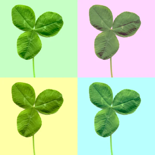 Shamrock clover leaf — Stock Photo, Image