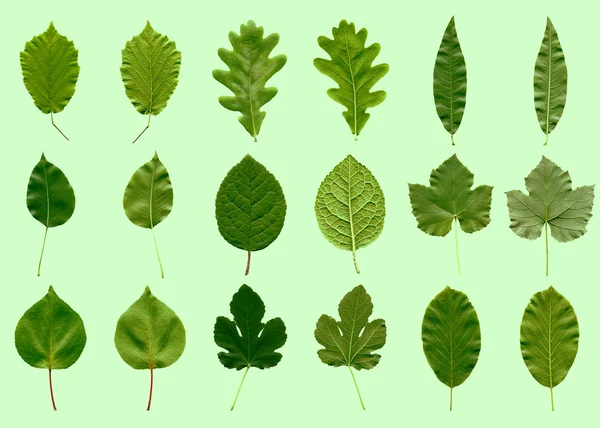 Leaves collage — Stock Photo, Image