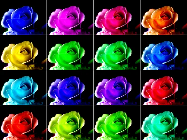 Popart růže — Stock fotografie