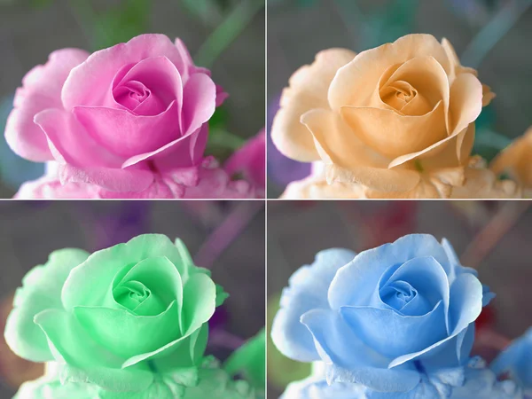 Pop Art Style Collage Coloured Roses — Stock Photo, Image