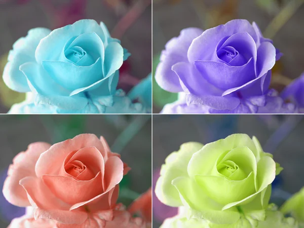 Popart roses — Stock Photo, Image