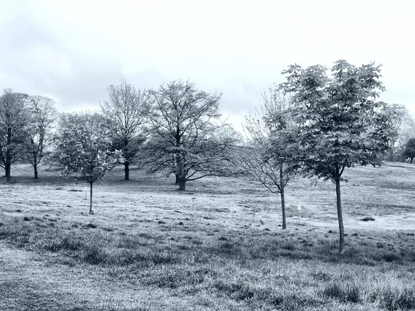 Primrose Hill Park Στο Λονδίνο Αγγλία Ηνωμένο Βασίλειο Υψηλού Δυναμικού — Φωτογραφία Αρχείου