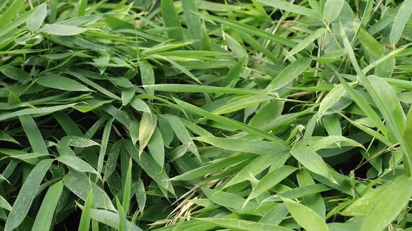 Folhas Bambu Úteis Como Fundo Relação — Fotografia de Stock