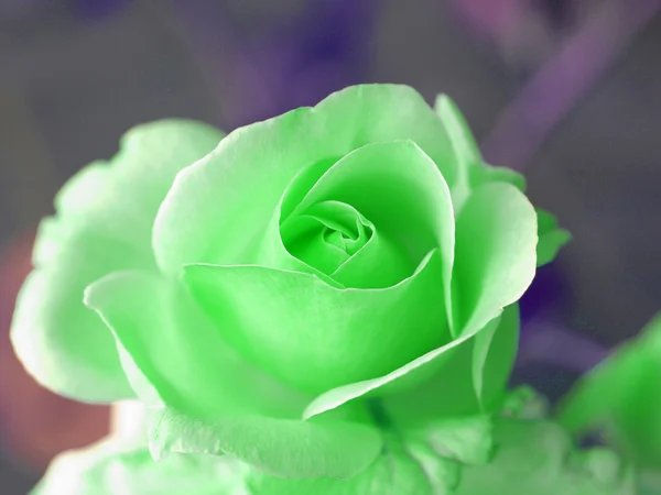 Bir Buket Gül Çiçek Çok Yıllık Çalı Asma Cins Rosa — Stok fotoğraf