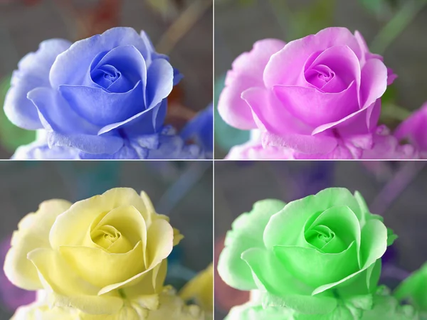 Popart roses — Stock Photo, Image