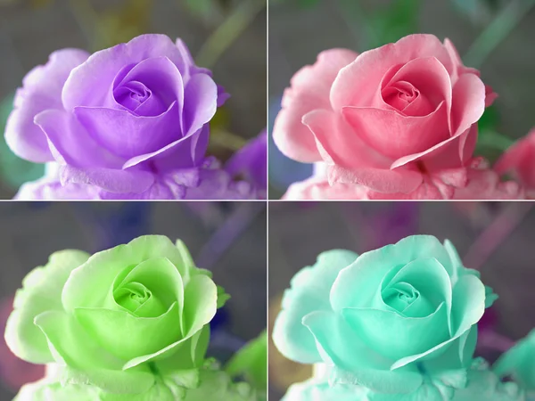 Розы Попарта — стоковое фото