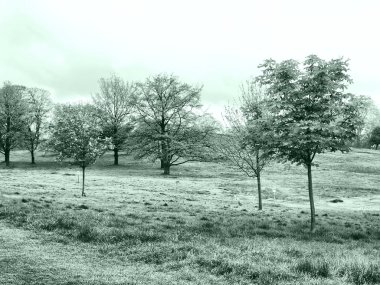 Primrose hill, Londra