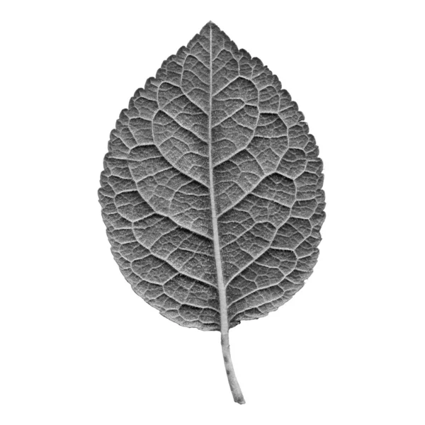 Prune leaf — Stock Photo, Image