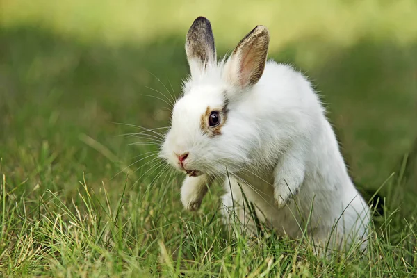 Hvit kanin på engen, nærbilde. – stockfoto