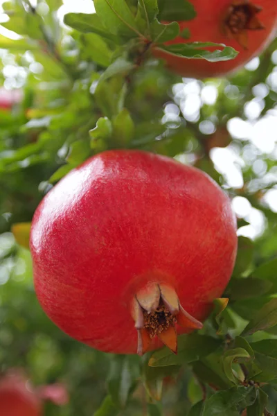 stock image Bunch of red ripe pomegranate fruit on tree