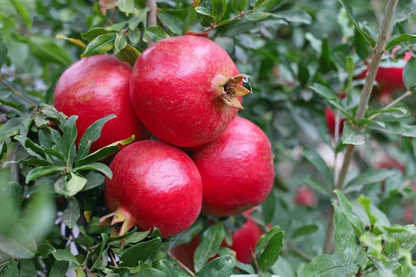 stock image Bunch of red ripe pomegranate fruit on tree